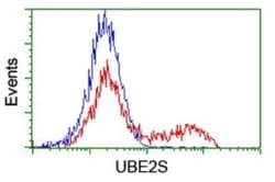 UBE2S Antibody (OTI1B5), Novus Biologicals 0.1mL; Unlabeled:Antibodies,
