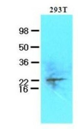 UBE2S Antibody (2C12) - BSA Free, Novus Biologicals 0.1mL; Unlabeled:Antibodies,
