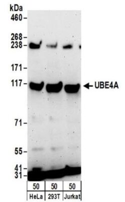 UBE4A Antibody, Novus Biologicals 100 &mu;L | Buy Online | Novus Biologicals | Fisher Scientific