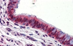 Ubiquilin 1 Antibody, Novus Biologicals:Antibodies:Primary Antibodies