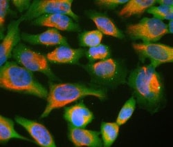 Ubiquilin 2 Antibody (6H9), Novus Biologicals 0.025mL; Unlabeled:Antibodies,