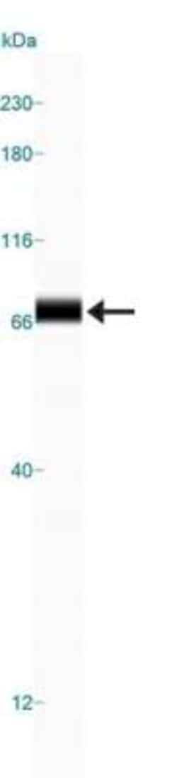 Ubiquilin 2 Antibody (6H9), Novus Biologicals 0.025mL; Unlabeled:Antibodies,