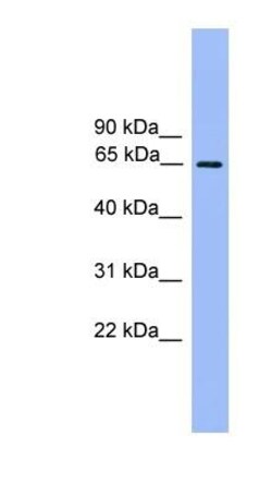 Ubiquilin 2 Antibody, Novus Biologicals 100&mu;L; Unlabeled:Antibodies,