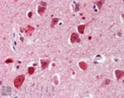 Ubiquitin Antibody (P4G7-H11), Novus Biologicals 0.05mg; Unlabeled:Antibodies,