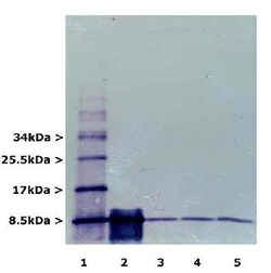 Ubiquitin Antibody (Ubi-1), Novus Biologicals:Antibodies:Primary Antibodies