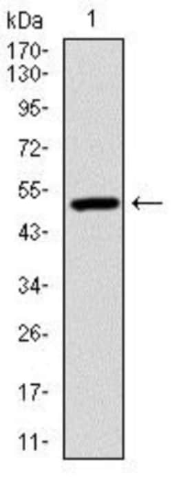Ubiquitin B Antibody (3C12) - BSA Free, Novus Biologicals 0.1mL; Unlabeled:Antibodies,