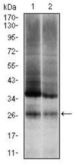 Ubiquitin B Antibody (3C12) - BSA Free, Novus Biologicals 0.1mL; Unlabeled:Antibodies,