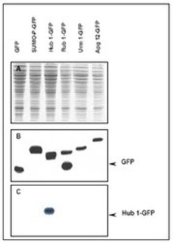 UBL5 Antibody, Novus Biologicals 0.5mg; Unlabeled:Antibodies, Polyclonal