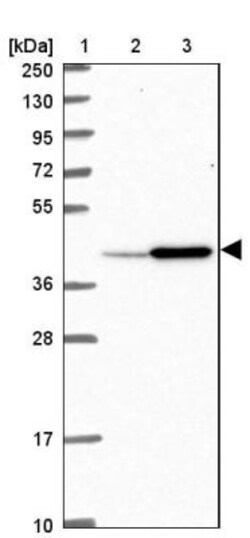 UBLCP1 Antibody, Novus Biologicals 0.1mL; Unlabeled:Antibodies, Polyclonal