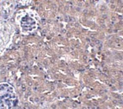 UBQLN4/CIP75 Antibody - BSA Free, Novus Biologicals 0.1mg; Unlabeled:Antibodies,