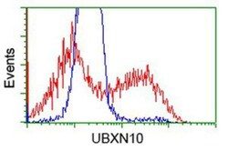 UBXN10 Antibody (OTI1H5), Novus Biologicals 0.1mL; Unlabeled:Antibodies,