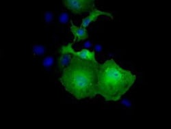 UBXN10 Antibody (OTI1H5), Novus Biologicals 0.1mL; Unlabeled:Antibodies,