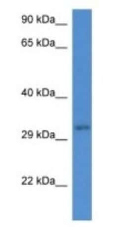 UBXN2A Antibody, Novus Biologicals:Antibodies:Primary Antibodies