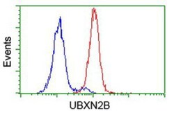 UBXN2B Antibody (OTI1F7), Novus Biologicals 0.1mL; Unlabeled:Antibodies,