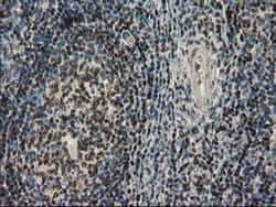 UBXN2B Antibody (OTI1F7), Novus Biologicals 0.1mL; Unlabeled:Antibodies,