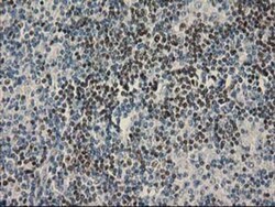 UBXN2B Antibody (OTI1F7), Novus Biologicals 0.1mL; Unlabeled:Antibodies,