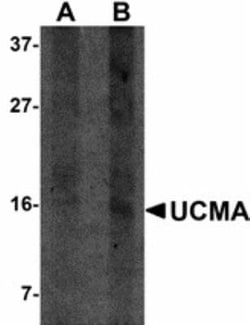 UCMA Antibody - BSA Free, Novus Biologicals 0.05mg; Unlabeled:Antibodies,