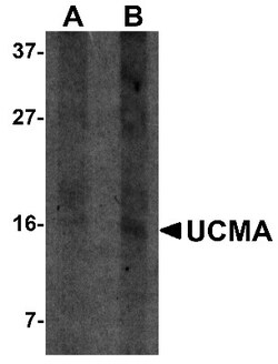 UCMA Antibody - BSA Free, Novus Biologicals 0.025 mg, Unconjugated:Antibodies,