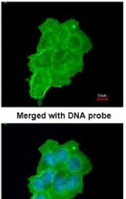 UFD1L Antibody, Novus Biologicals 0.1mL; Unlabeled:Antibodies, Polyclonal