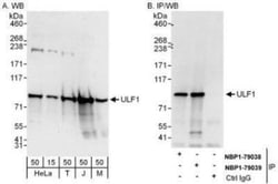 UFL1 Antibody, Novus Biologicals 0.1mL; Unlabeled:Antibodies, Polyclonal