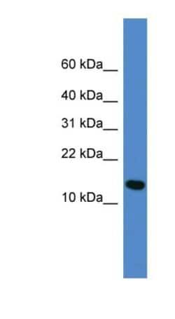 UFM1 Antibody, Novus Biologicals:Antibodies:Primary Antibodies