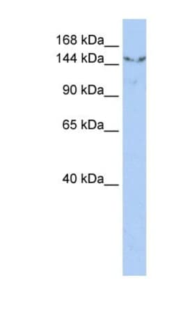 UGCGL2 Antibody, Novus Biologicals:Antibodies:Primary Antibodies