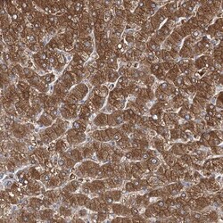 UGP2 Antibody, Novus Biologicals 0.1mL; Unlabeled:Antibodies, Polyclonal