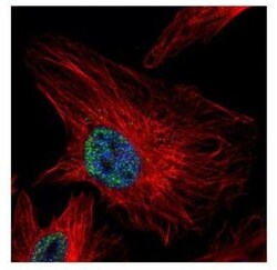 UHRF1 Antibody, Novus Biologicals 0.1mL; Unlabeled:Antibodies, Polyclonal