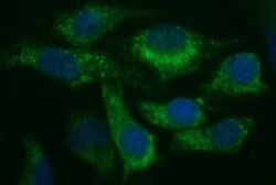UIP1 Antibody (OTI1E8), Novus Biologicals 0.1mL; Unlabeled:Antibodies,