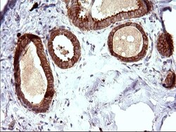 UIP1 Antibody (OTI1E8), Novus Biologicals 0.1mL; Unlabeled:Antibodies,