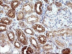 UIP1 Antibody (OTI1E8), Novus Biologicals 0.1mL; Unlabeled:Antibodies,