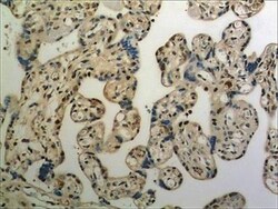 ULBP-3 Antibody (MM0594-6E12) - Azide and BSA Free, Novus Biologicals:Antibodies:Primary