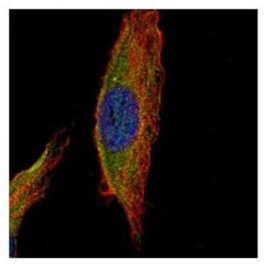 UNC13B Antibody, Novus Biologicals 100 ul; Unconjugated:Antibodies, Polyclonal