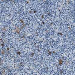 UNC45B Antibody, Novus Biologicals 25 &mu;L; Unlabeled:Antibodies, Polyclonal
