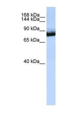 UNC5H3/UNC5C Antibody, Novus Biologicals 0.05mg; Unlabeled:Antibodies,