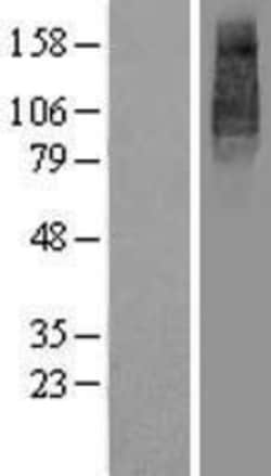 Novus Biologicals™ UNC93B Overexpression Lysate