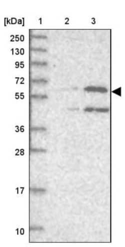 UNC93B Antibody, Novus Biologicals:Antibodies:Primary Antibodies