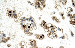 UNCX Antibody, Novus Biologicals:Antibodies:Primary Antibodies