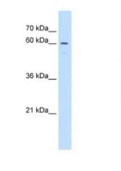 UNCX Antibody, Novus Biologicals:Antibodies:Primary Antibodies