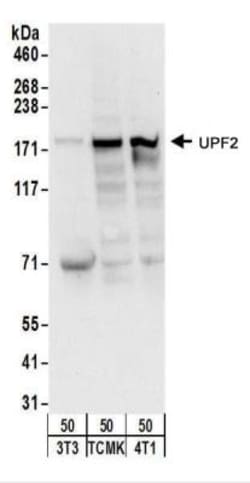 UPF2 Antibody, Novus Biologicals 0.1mg; Unlabeled:Antibodies, Polyclonal