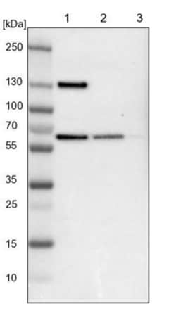 UPF3B Antibody, Novus Biologicals:Antibodies:Primary Antibodies
