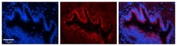UQCR10 Antibody, Novus Biologicals 0.05mg; Unlabeled:Antibodies, Polyclonal