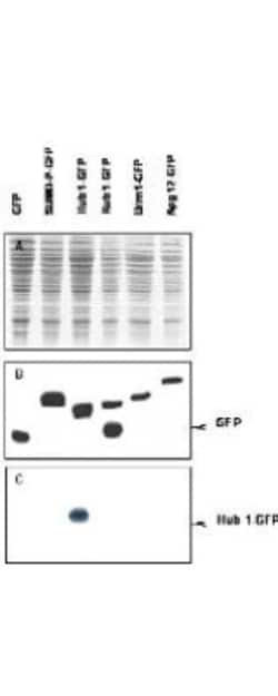 URM1 Antibody, Novus Biologicals 0.5mg; Unlabeled:Antibodies, Polyclonal