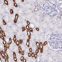 Uromodulin Antibody, Novus Biologicals 0.1 mL | Buy Online | Novus Biologicals | Fisher Scientific