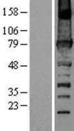Novus Biologicals&trade;&nbsp;FERMT3/URP2 Overexpression Lysate