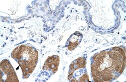 Use1/UBE2Z Antibody, Novus Biologicals 100&mu;L; Unlabeled:Antibodies,