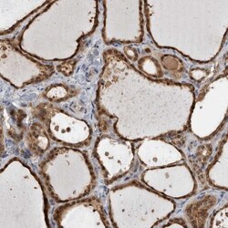 USH1G Antibody, Novus Biologicals:Antibodies:Primary Antibodies