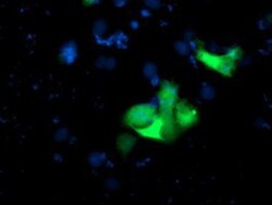 USP10 Antibody (OTI2E1), Novus Biologicals 0.1mL; Unlabeled:Antibodies,