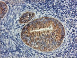 USP10 Antibody (OTI2E1), Novus Biologicals 0.1mL; Unlabeled:Antibodies,