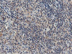USP10 Antibody (OTI2E1), Novus Biologicals 0.1mL; Unlabeled:Antibodies,